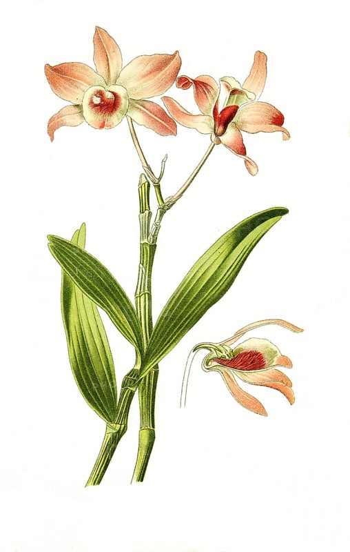 Dendrobium nobile