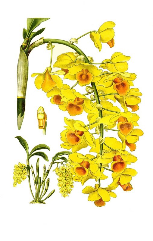 Dendrobium farmeri var aureoflavum