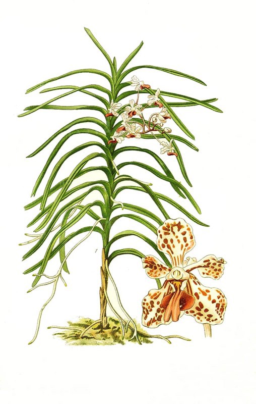 Vanda tricolor