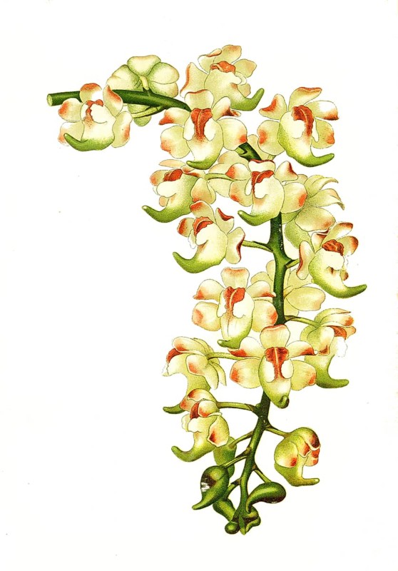 Aerides lawrenceae