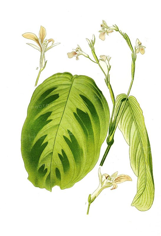 Maranta bicolor var