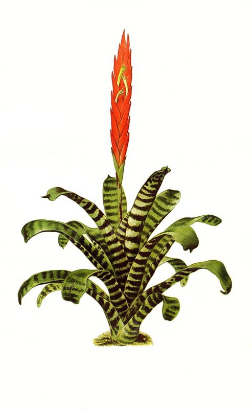 Splendens