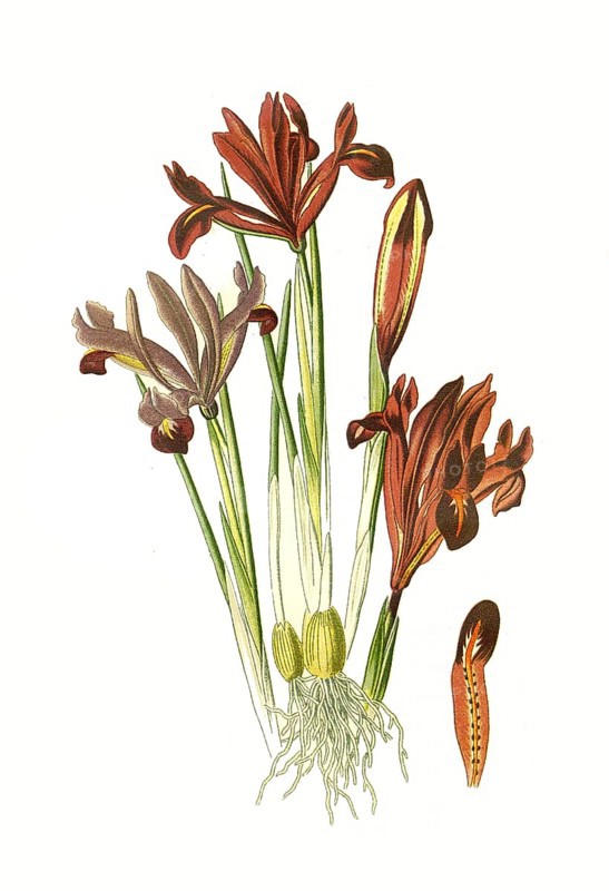 Iris reticulata