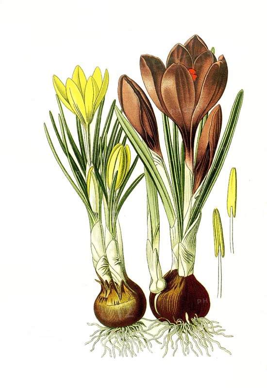 Crosus aureus