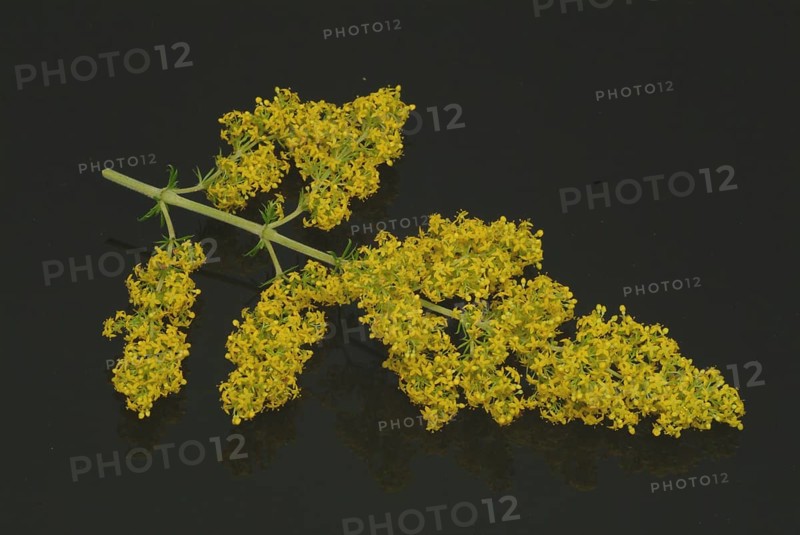 Common bedstraw