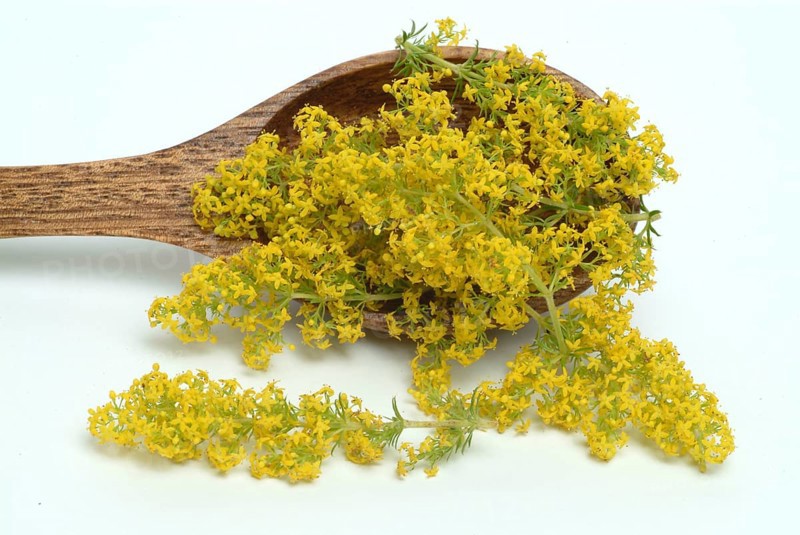 Common bedstraw