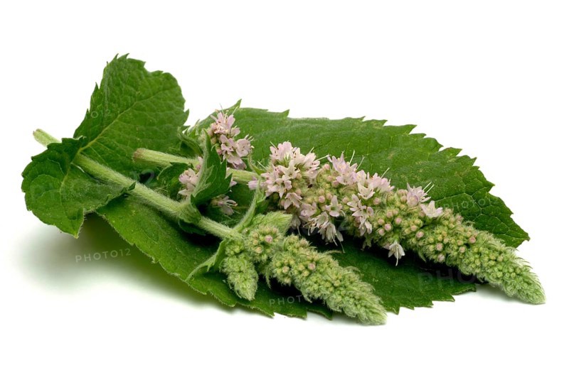 Horse mint