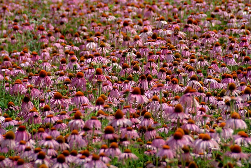 Purple coneflower