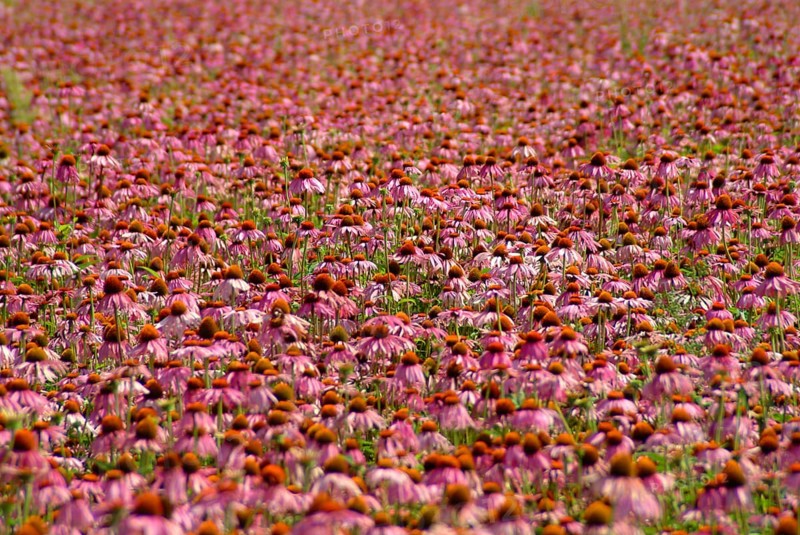 Purple coneflower