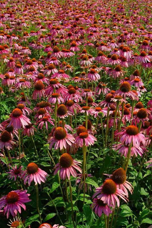 Purple coneflower