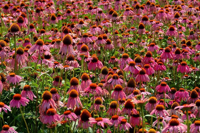 Purple coneflower