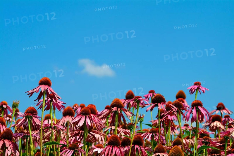 Purple coneflower