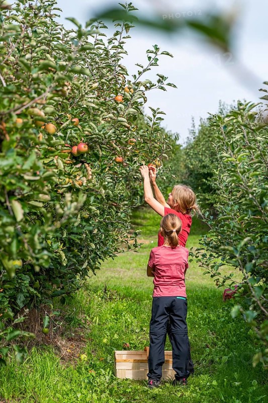 Woman with girl picking apples by herself