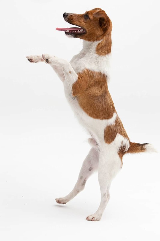 A Jack Russel Terrier performing different postures