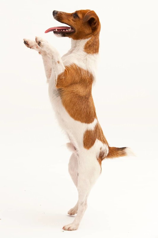 A Jack Russel Terrier performing different postures
