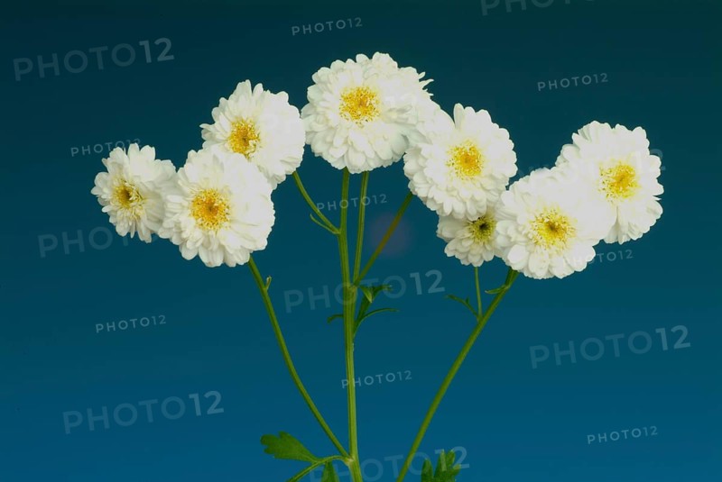 Roman chamomile