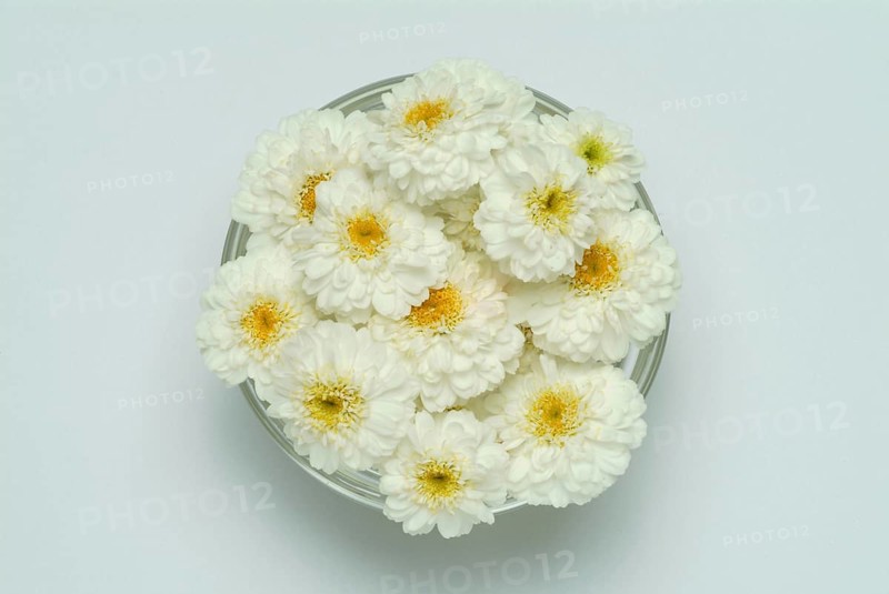 Roman chamomile
