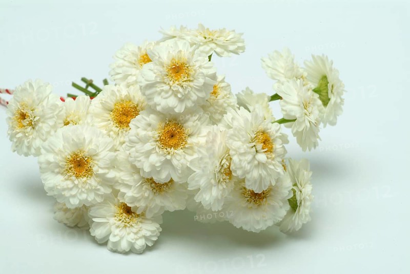 Roman chamomile