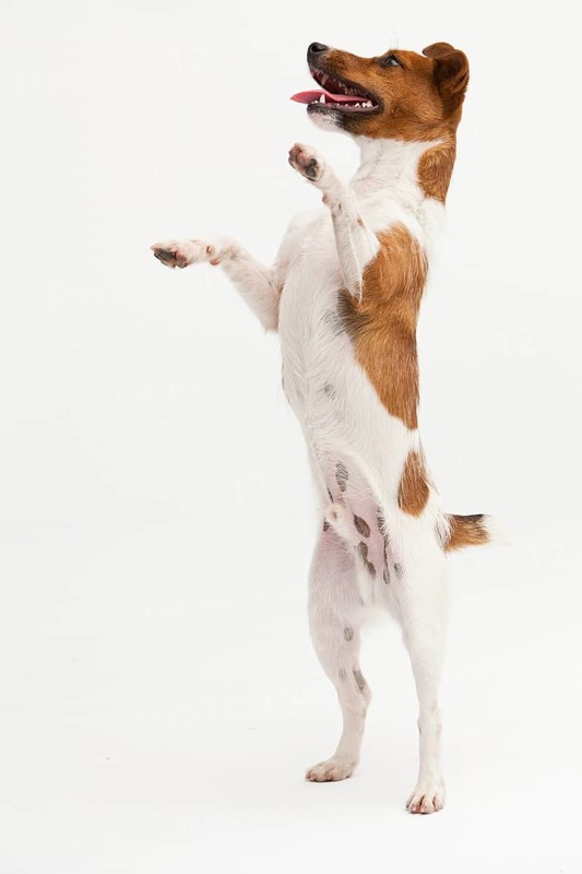 A Jack Russel Terrier performing different postures