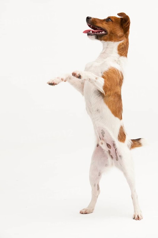 A Jack Russel Terrier performing different postures