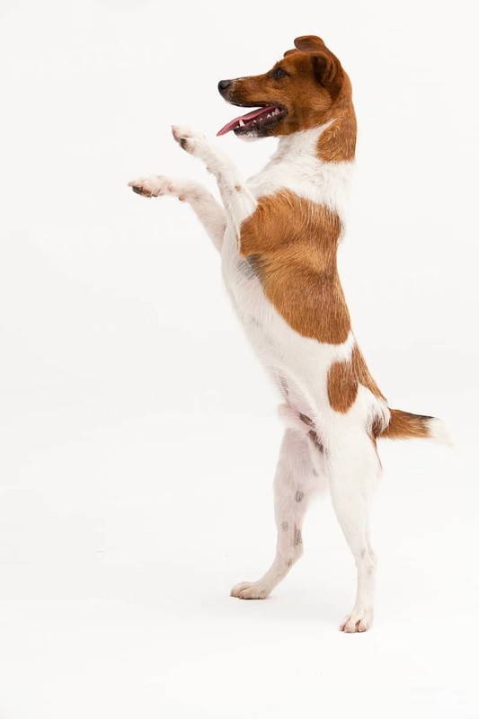 A Jack Russel Terrier performing different postures