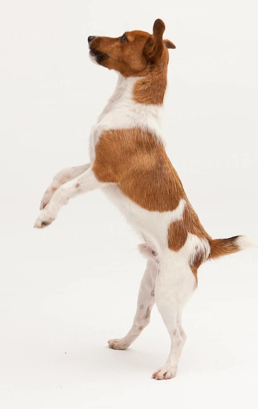 A Jack Russel Terrier performing different postures