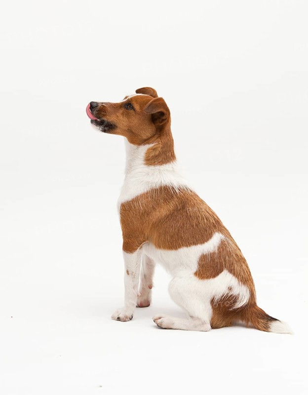 A Jack Russel Terrier performing different postures