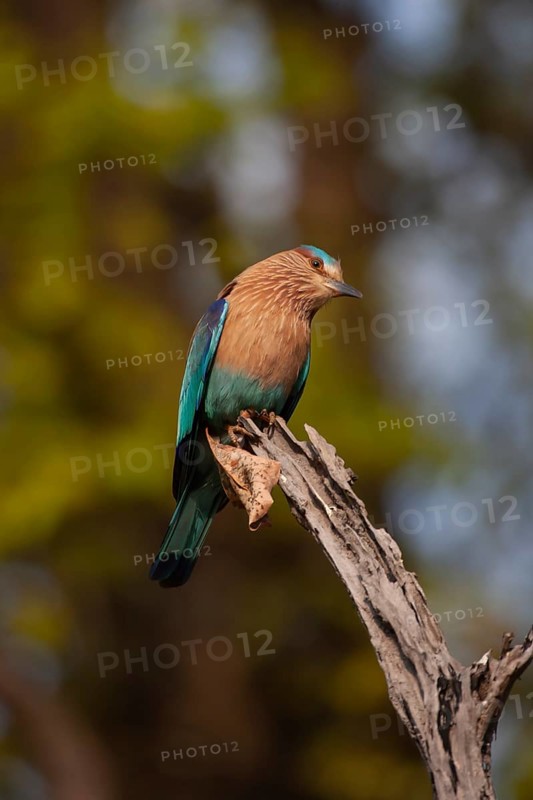 Indian roller