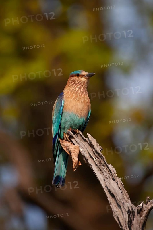 Indian roller