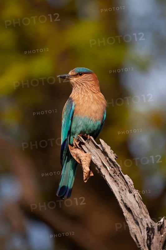 Indian roller