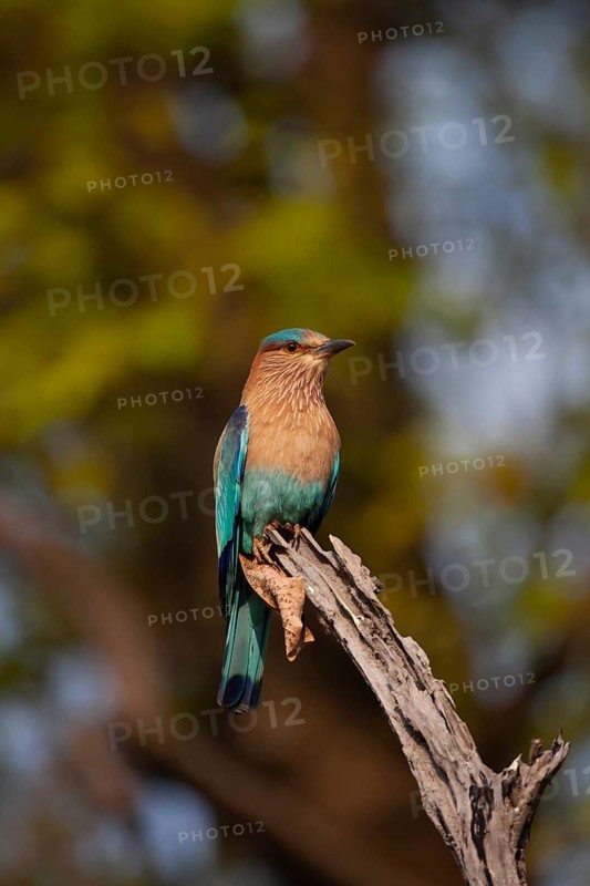 Indian roller