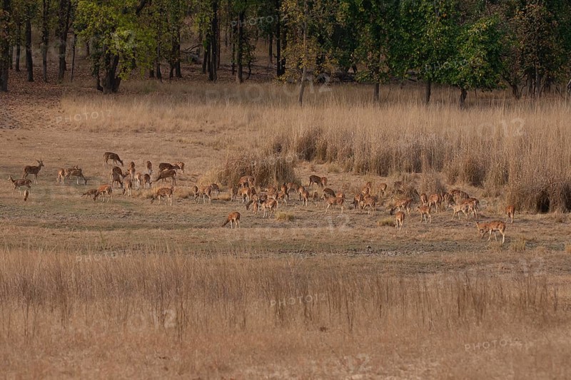 Chital deer
