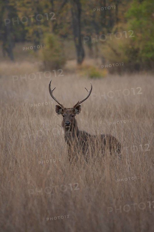 Sambar deer