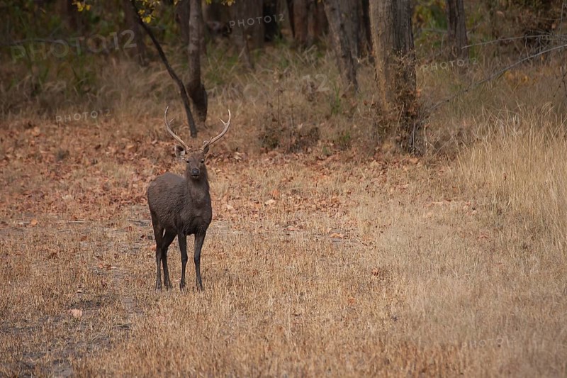 Sambar deer
