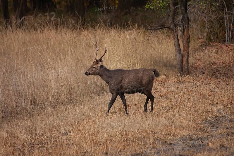 Sambar deer