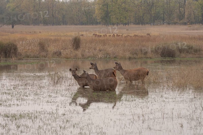 Sambar deer