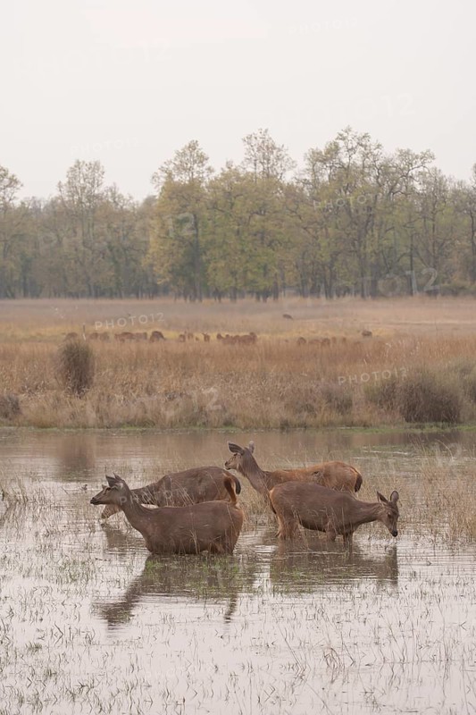 Sambar deer