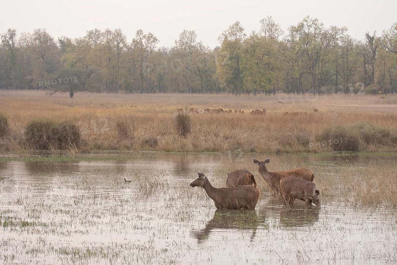 Sambar deer