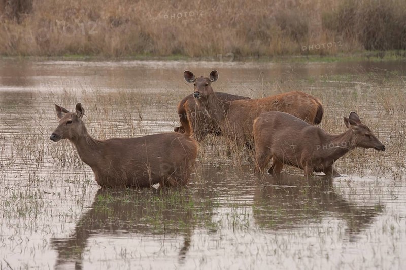 Sambar deer