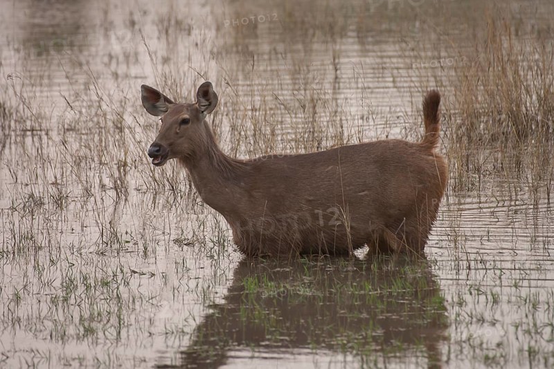 Sambar deer