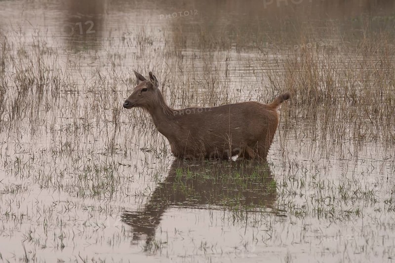 Sambar deer