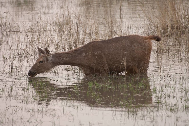 Sambar deer