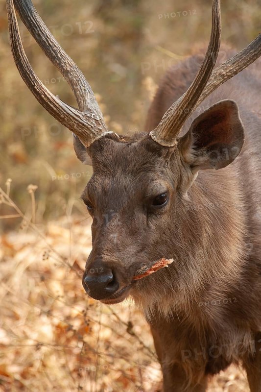Sambar deer