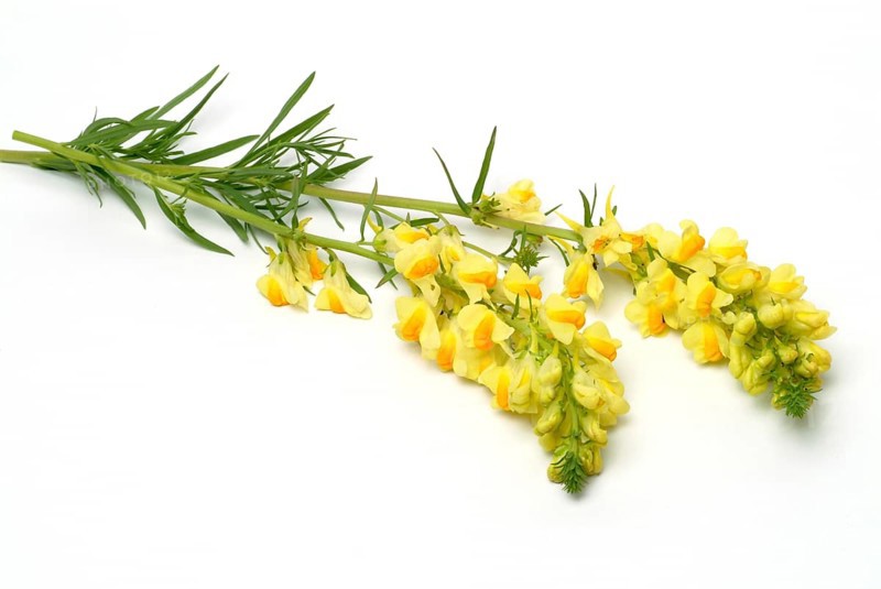 True toadflax