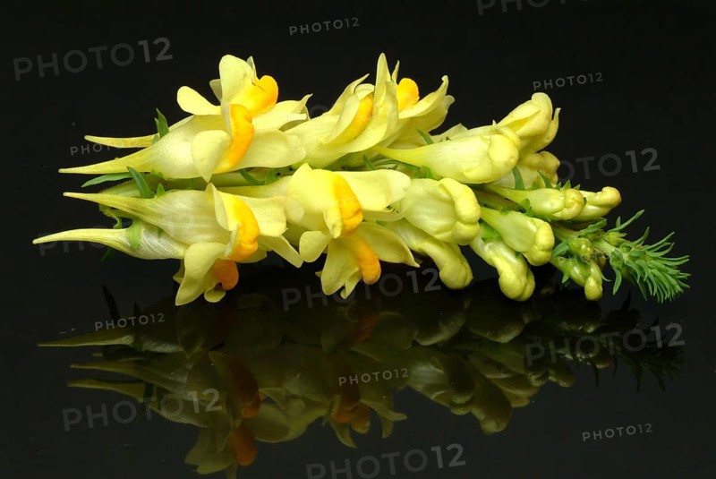 True toadflax