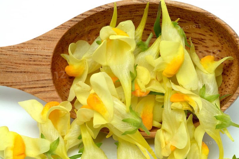True toadflax