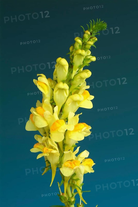 True toadflax