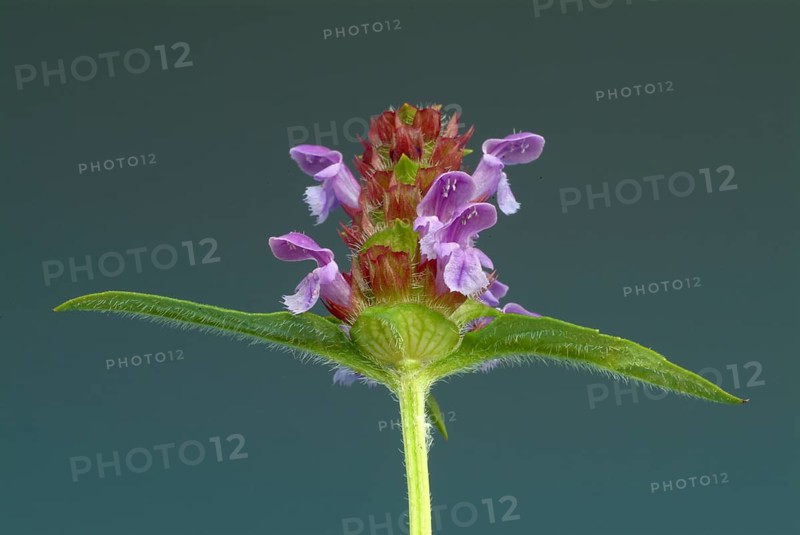 Common selfheal