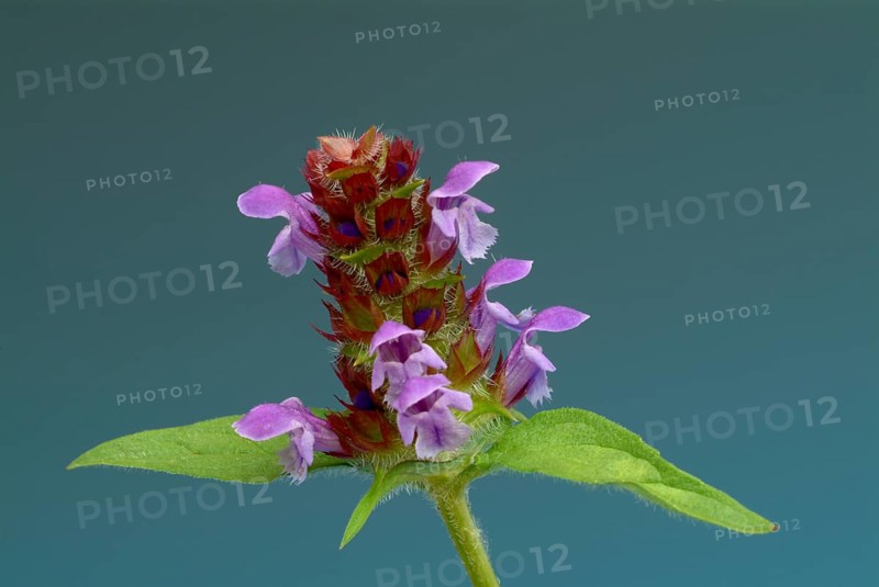 Common selfheal
