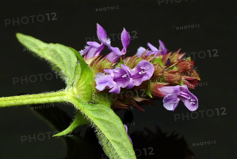 Common selfheal